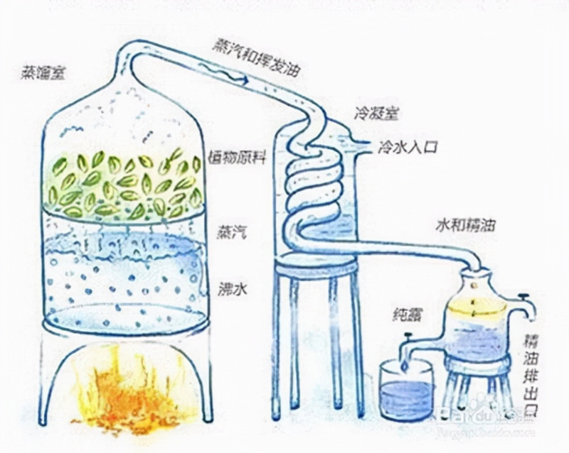 精油如何用智能水蒸气蒸馏仪萃取?